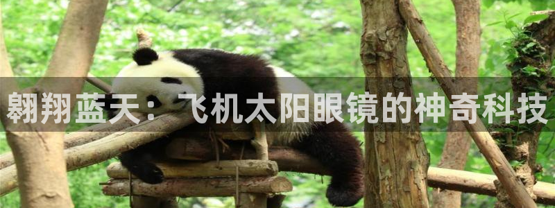 辉达娱乐体彩